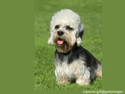 Dandie Dinmont Terrier