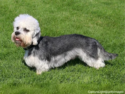 Dandie Dinmont Terrier