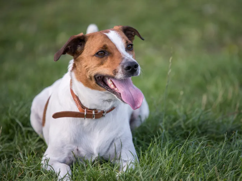 Danish-Swedish Farmdog running joyfully