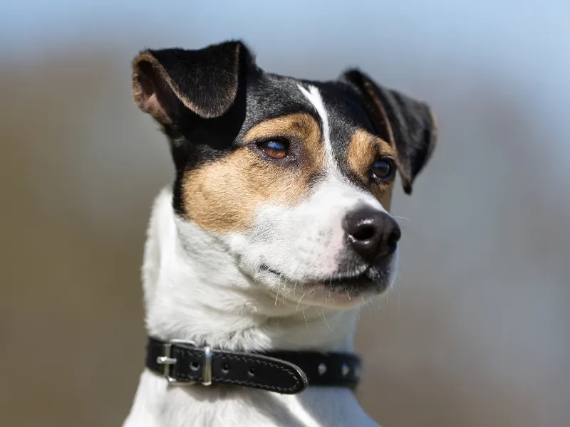 Danish-Swedish Farmdog with a happy expression