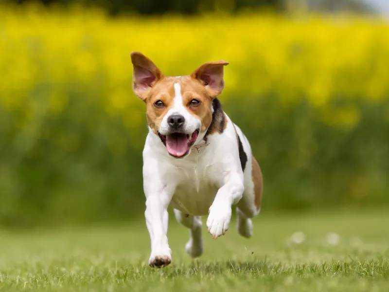 Danish-Swedish Farmdog working on a farm