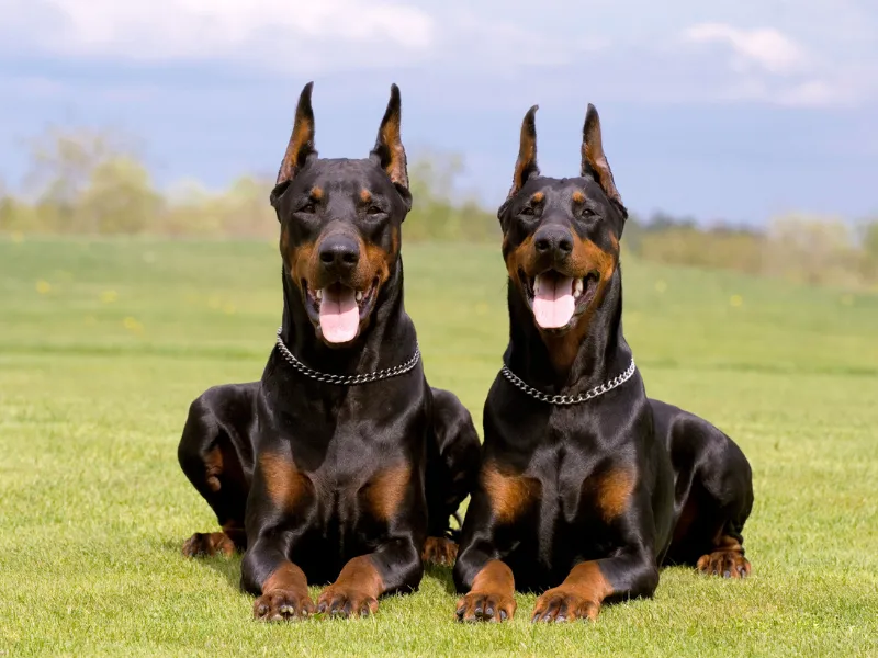 Two Doberman Pinschers on the grass