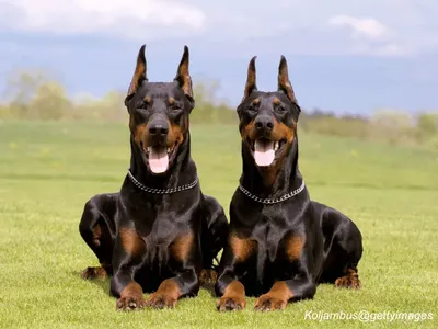 Doberman Pinscher