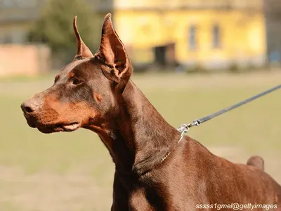 Doberman Pinscher
