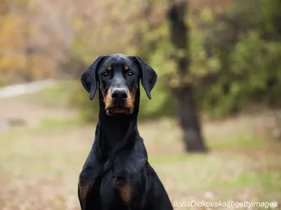 Doberman Pinscher