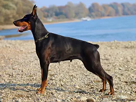 Doberman Pinscher - Elite Guard Dog