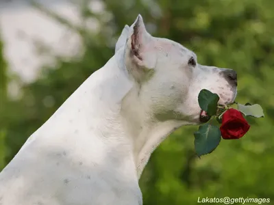 Dogo Argentino