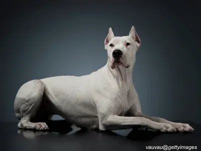 Dogo Argentino