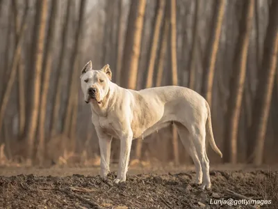 Dogo Argentino