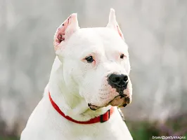Dogo Argentino - Powerful Hunter