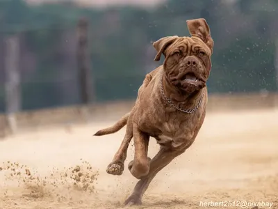 Dogue de Bordeaux