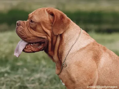 Dogue de Bordeaux