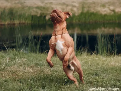 Dogue de Bordeaux