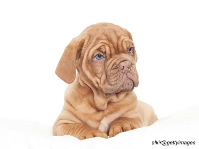 Dogue de Bordeaux Puppy
