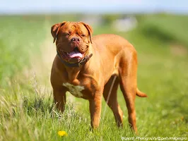Dogue de Bordeaux - Powerful French Guardian