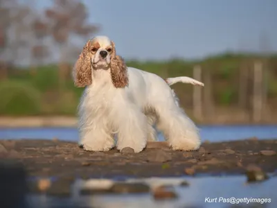 English Cocker Spaniel