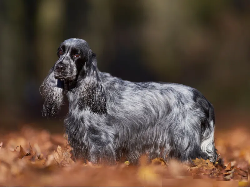 Black and white English Cocker Spaniel