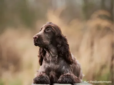 English Cocker Spaniel