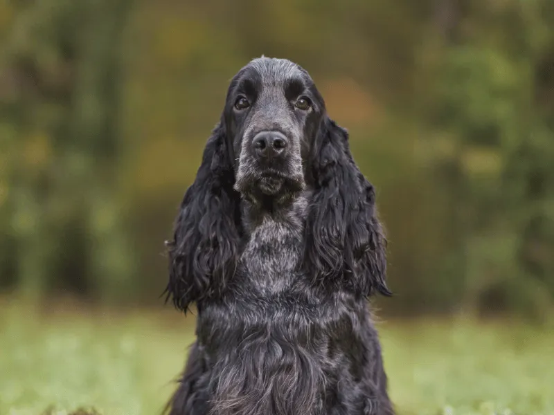 Had profile of black and white English Cocker Spaniel