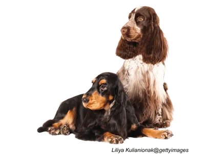 English Cocker Spaniel Puppy