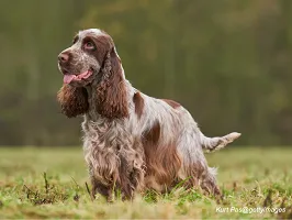 English Cocker Spaniel