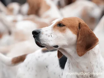 English Foxhound