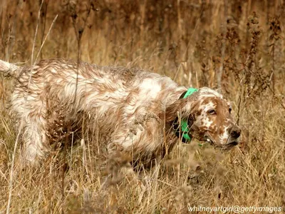 English Setter
