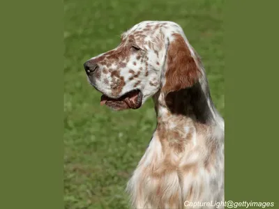 English Setter