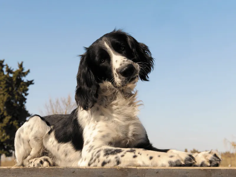 Field bred English Springer Spaniel