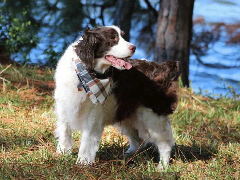 English Springer Spaniel standing outside