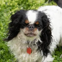 English Toy Spaniel