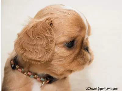 English Toy Spaniel