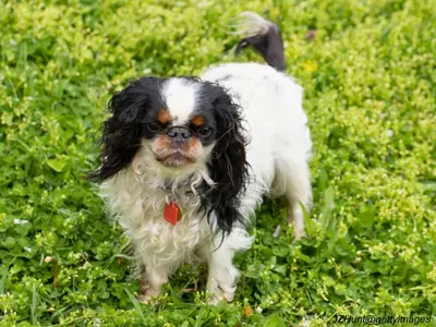 English Toy Spaniel