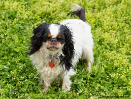 English Toy Spaniel
