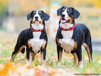 Entlebucher Mountain Dog