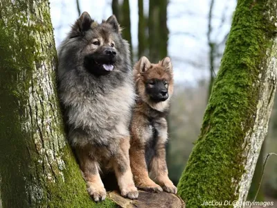 Eurasier Dog