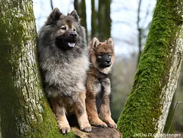 Eurasier