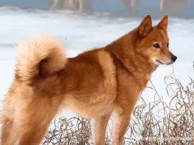 Finnish Spitz