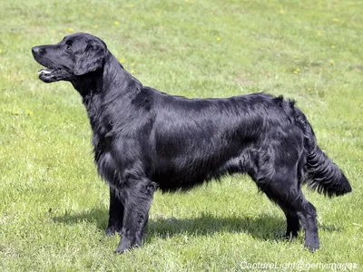 Black Flat-Coated Retriever