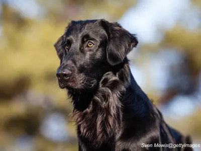 Black Flat-Coated Retriever