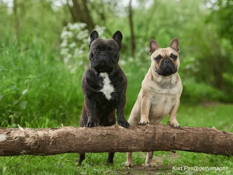 French Bulldog looking at camera