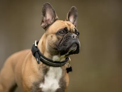 French Bulldog (Non-Sporting Group)