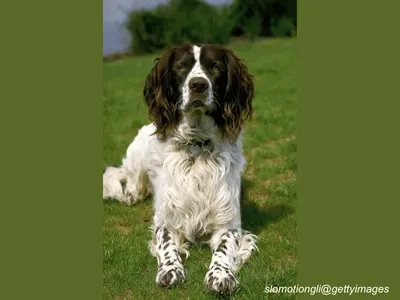 French Spaniel