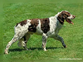 French Spaniel