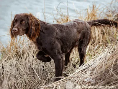 German Longhaired Pointer