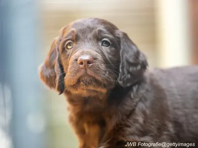 German Longhaired Pointer puppy