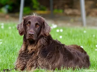 German Longhaired Pointer