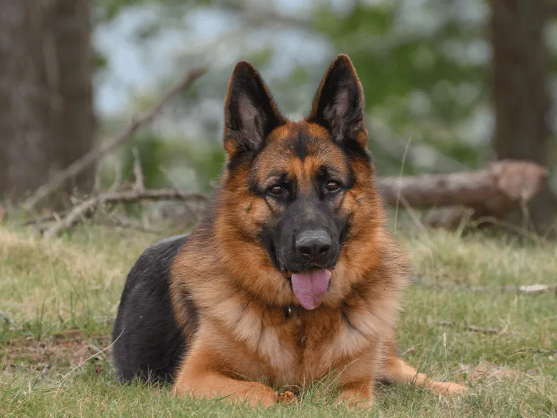 German Shepherd Dog profile