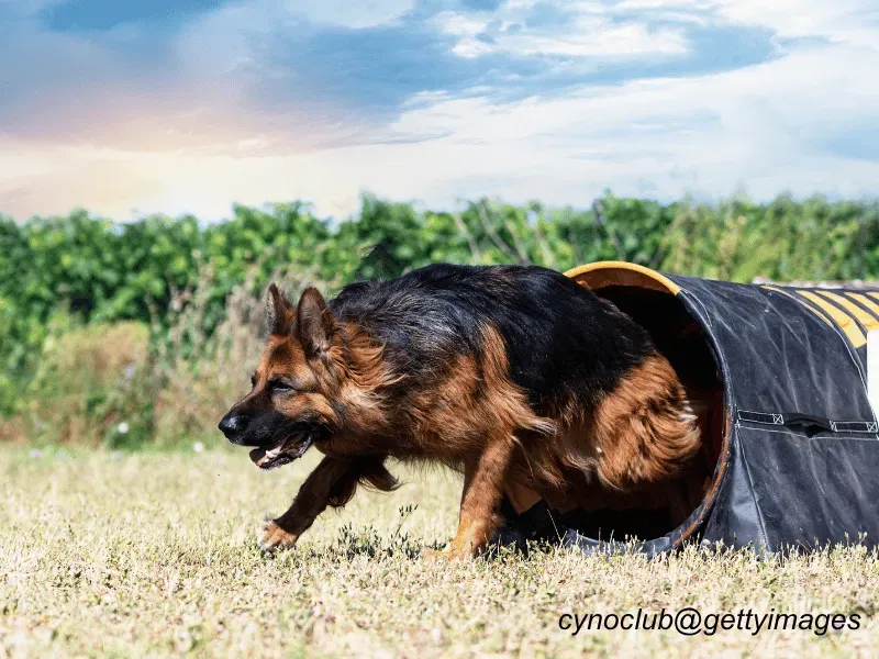 German Shepherd Dog working