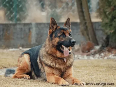 German Shepherd